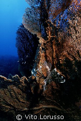 Fishs - Pterois miles by Vito Lorusso 